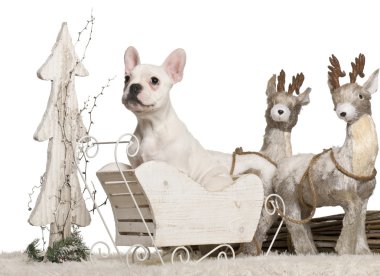 Fransız bulldog yavrusu, 5 ay eski Noel beyaz arka plan kızak.