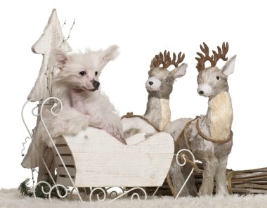 Chinese Crested Dog puppy, 4 months old, in Christmas sleigh in front of white background clipart