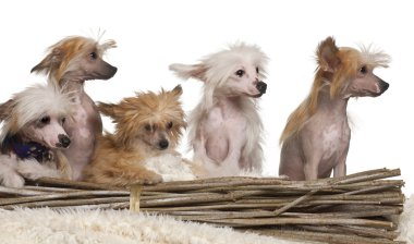 Chinese Crested Dog puppies, 4 months old, in front of white background clipart
