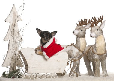 Chihuahua puppy, 5 months old, in Christmas sleigh in front of white background clipart