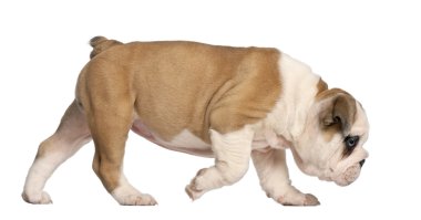 İngilizce bulldog köpek yürümeye, 2 aylık