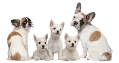 Group of dogs in front of white background clipart