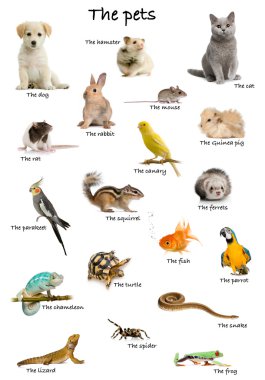 Collage of pets and animals in English in front of white background, studio shot clipart