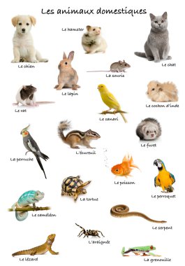 Collage of pets and animals in French in front of white background, studio shot clipart