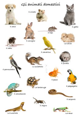 Collage of pets and animals in Italian in front of white background, studio shot clipart