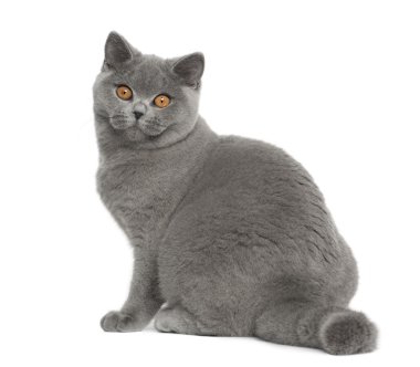 Portrait of British Shorthair cat, 5 months old, sitting in front of white background clipart