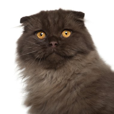 Portrait of Scottish Fold cat, 5 months old, in front of white background clipart