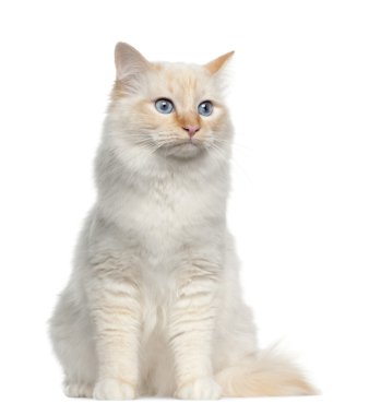 Beyaz arka plan oturan birman kedisi