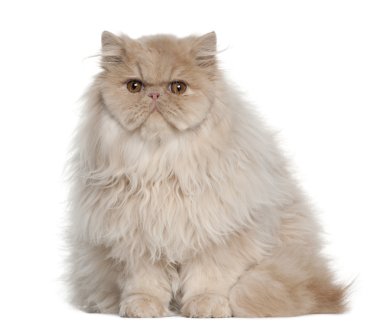 Farsça kedi, 5 ay yaşlı, beyaz arka plan oturan portresi