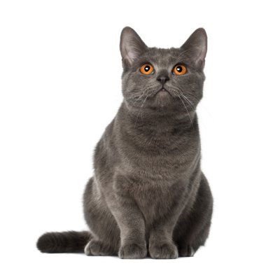 Chartreux kedi, 9 ay yaşlı, önünde oturan arka plan beyaz.