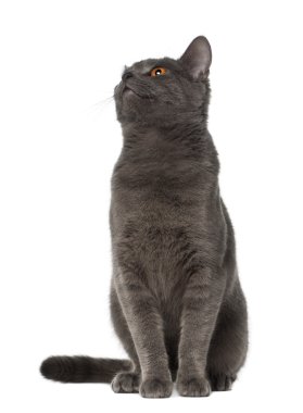 Chartreux kedi, 9 ay yaşlı, önünde oturan arka plan beyaz.