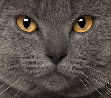 Portrait of Chartreux, 1 and a half years old clipart