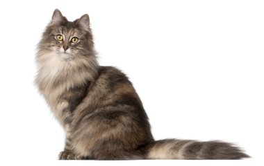 Norveçli orman kedi, beyaz arka plan oturan 1 ve bir buçuk yaşında,