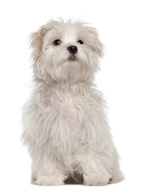 Maltese puppy, 5 months old, sitting in front of white background clipart