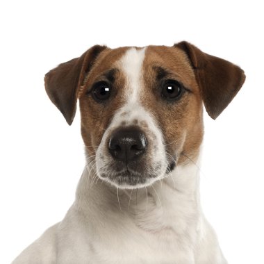 Jack russell terriër, 1 jaar oud, vergadering in de voorkant van de witte achtergrond