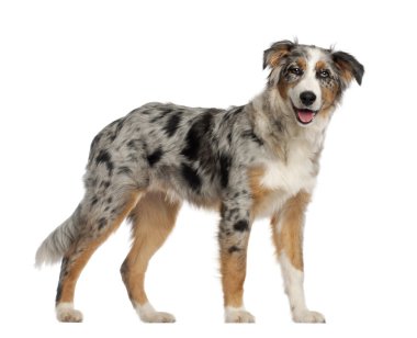 Portrait of Australian Shepherd, 5 and a half months old, standing in front of white background clipart