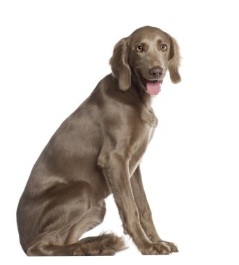 weimaraner portresi, 8 ay yaşlı, önünde oturan arka plan beyaz.