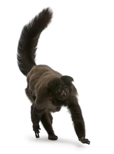 Close-up of Black Bearded Saki, Chiropotes satanas, 6 years old, in front of white background — Stock Photo, Image