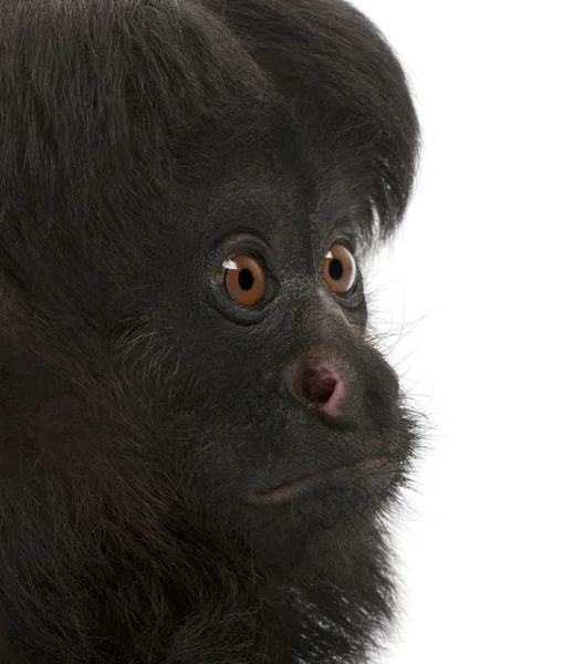 Close-up de Black Bearded Saki, Chiropotes satanas, 6 anos, na frente do fundo branco — Fotografia de Stock