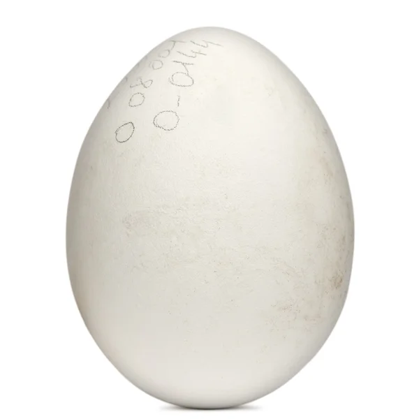 格里芬雕，兀茅，在白色背景前的 egg — 图库照片