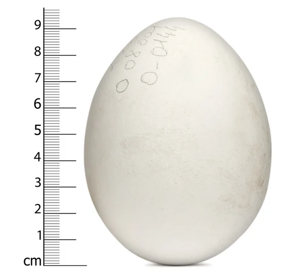 格里芬雕与测量，兀茅，在白色背景前的 egg — 图库照片