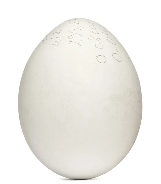 Egg of Griffon Vulture with measurements, Gyps fulvus, in front of white background — Stock Photo, Image
