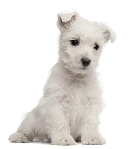 West Highland Terrier cucciolo, 7 settimane, davanti a sfondo bianco — Foto Stock