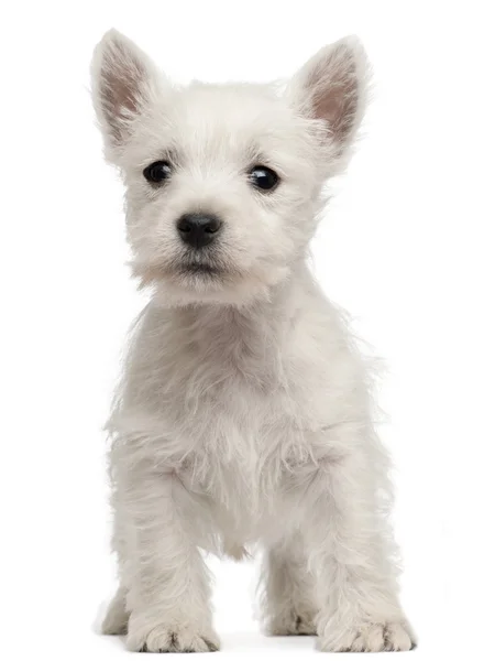West highland Terriër pup, 7 weken oud, voor witte achtergrond — Stockfoto