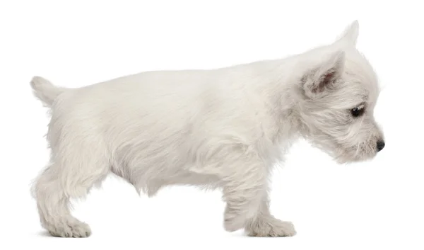 West highland Terier szczeniak, 7 tygodni, przed białym tle — Zdjęcie stockowe