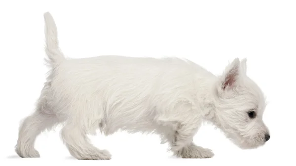 West Highland Terrier cachorro, 7 semanas de edad, delante de fondo blanco — Foto de Stock
