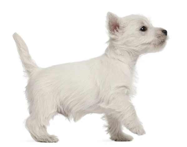 West Highland Terrier cachorro, 7 semanas de edad, delante de fondo blanco —  Fotos de Stock