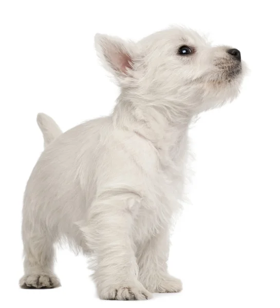 West Highland Terrier cachorro, 7 semanas de edad, delante de fondo blanco — Foto de Stock