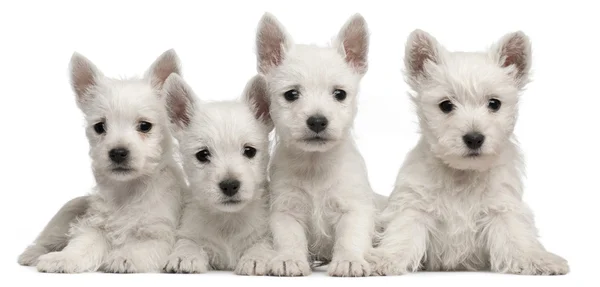 Четыре щенка западногорского терьера, 7 недель, на белом фоне — стоковое фото