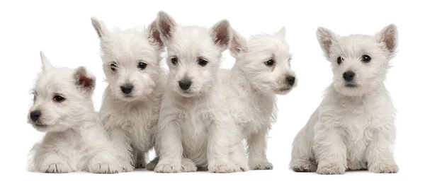 West Highland Terrier puppies in front of white background — Stock Photo, Image