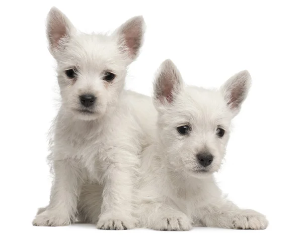 West Highland Terrier cachorros en frente de fondo blanco —  Fotos de Stock