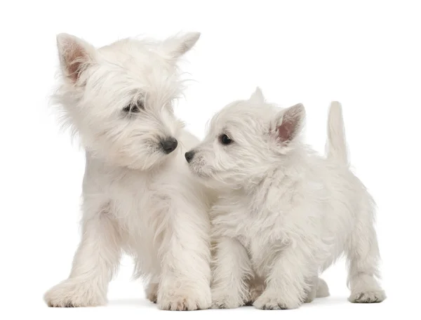 West Highland Terrier cuccioli di fronte a sfondo bianco — Foto Stock