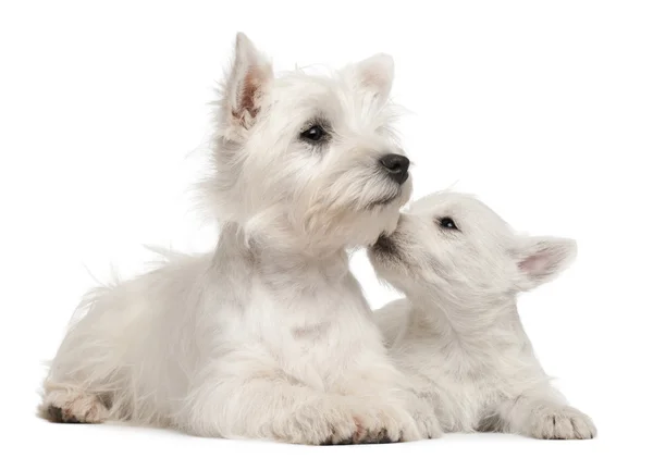 West Highland Terrier cucciolo, 7 settimane, davanti a sfondo bianco — Foto Stock