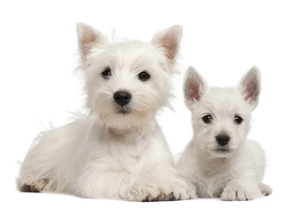 West highland Terriër pups voor witte achtergrond — Stockfoto