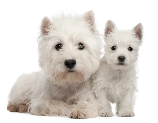 Two West Highland Terrier puppies, 4 months old and 7 weeks old, in front of white background — Stock Photo, Image