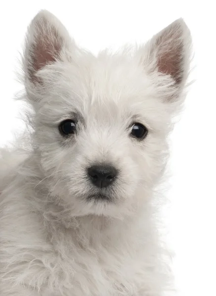 Primer plano de West Highland Terrier cachorro, 7 semanas de edad, delante de fondo blanco —  Fotos de Stock