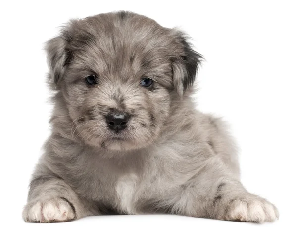Pyrenean Shepherd puppy, 4 weeks old, in front of white background — Stock Photo, Image