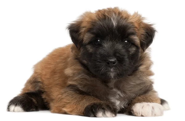 Pyrenean Shepherd puppy, 4 weeks old, in front of white background — Stock Photo, Image