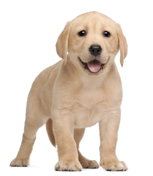Cãozinho Labrador, 7 semanas, em frente ao fundo branco — Fotografia de Stock