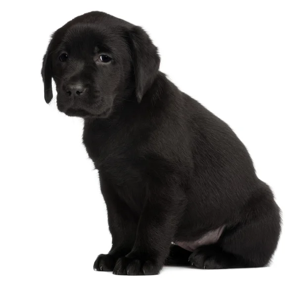 Labrador yavru, beyaz arka plan 7 haftalık — Stok fotoğraf