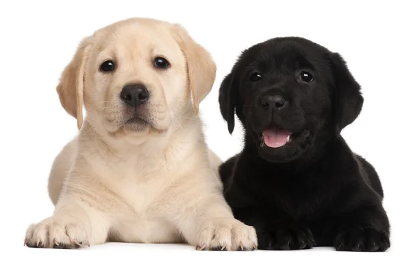 Two Labrador puppies, 7 weeks old, in front of white background — Stock Photo, Image