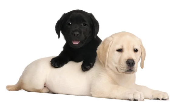Dois cachorros Labrador, 7 semanas, em frente ao fundo branco — Fotografia de Stock