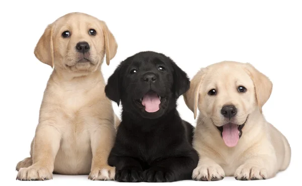Три щенка Labrador, 7 недель, на белом фоне — стоковое фото