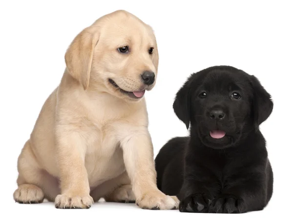 Twee labrador puppies, 7 weken oud, voor witte achtergrond — Stockfoto