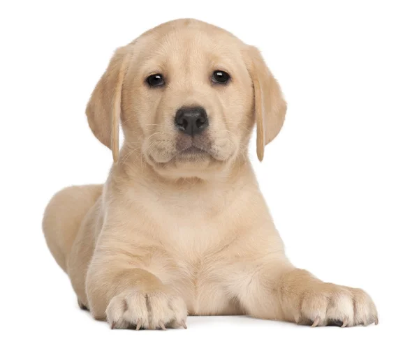 Labrador štěně, 7 týdnů staré, před bílým pozadím — Stock fotografie