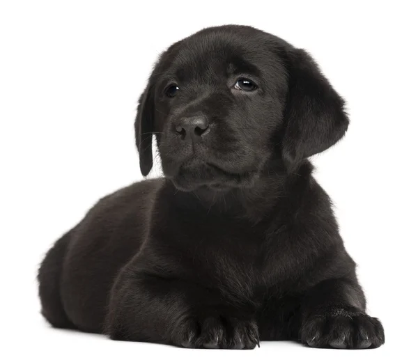 Labrador puppy, 7 weken oud, voor witte achtergrond — Stockfoto